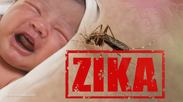 Read more about the article Zika is not a Threat to the Babies of the World